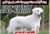 Army Dog Center Rahim yarkhan 0346-6108015