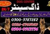 Army Dog Center Rahim yarkhan 0346-6108015