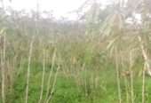 5 square miles for sale in Hoima each acre is at 7m