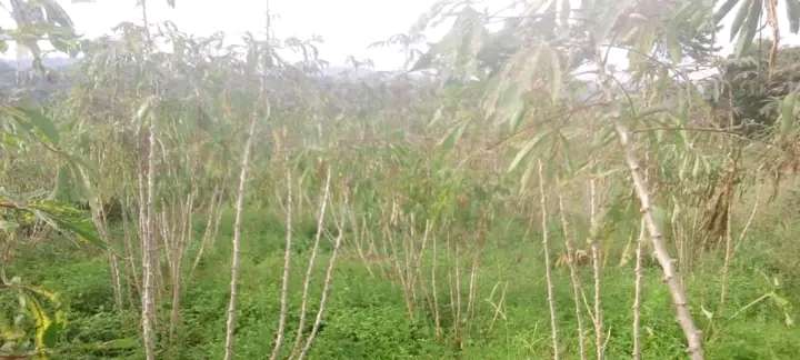 5 square miles for sale in Hoima each acre is at 7m