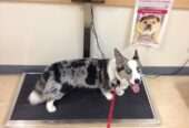 Veterinary weighing scales