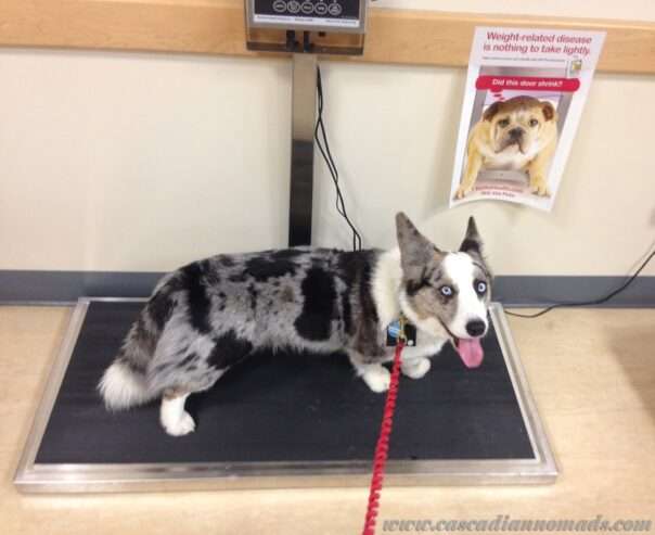Veterinary weighing scales