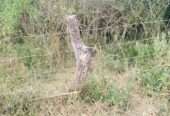 500 acres for sale in Luweero kakooge each at 9m