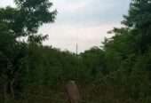500 acres for sale in Luweero kakooge each at 9m