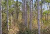 10 acres on quick sale in Luweero kakooge each at 9m