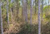 10 acres on quick sale in Luweero kakooge each at 9m